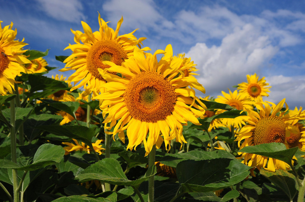 Sunflowers-Horizonal