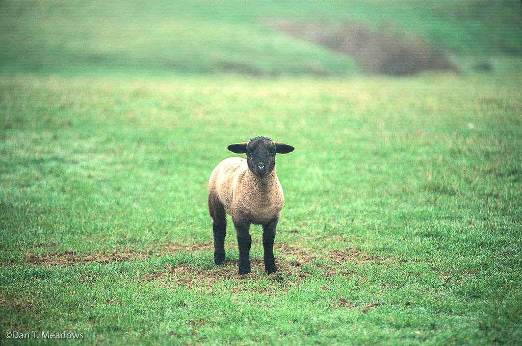 Welsh Lamb, Color