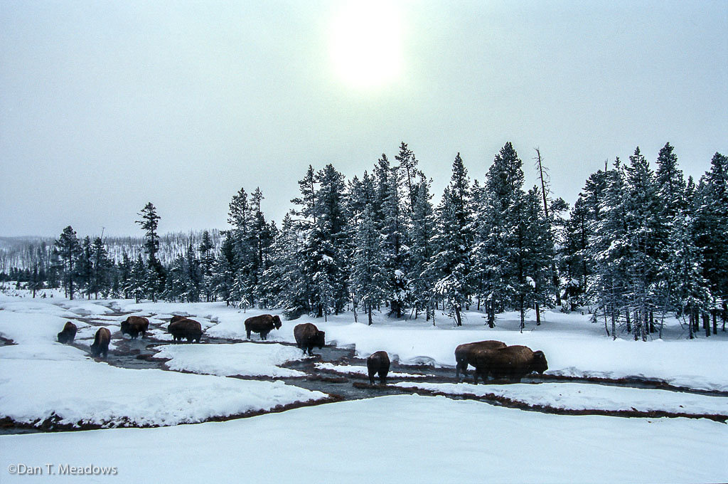 Bison Looking for Warmth